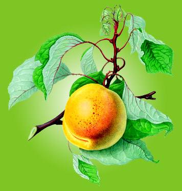 Turkish (  Malatya  )  Apricots 