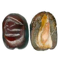 Mozafati Dates