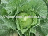 chinese       cabbage