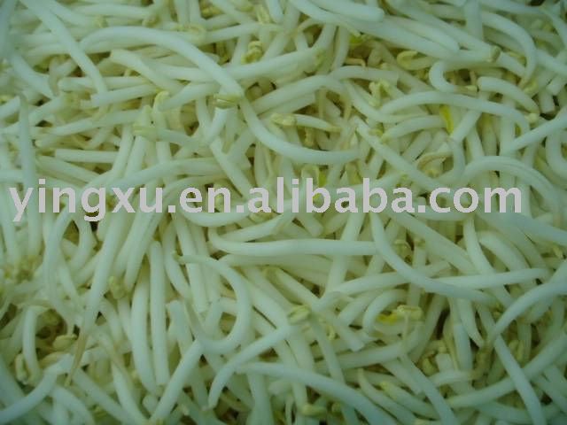 Frozen  bean  sprout( iqf  vegetables, iqf   bean  sprout)