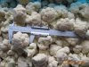 2015  Frozen   Cauliflower 