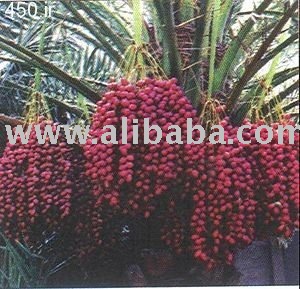 Mazafati Bam Date, (Exporter) 00989133171992