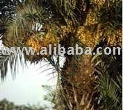 Mazafati Bam Date(Exporter) +989133171992
