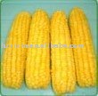 IQF Corn (Whole)