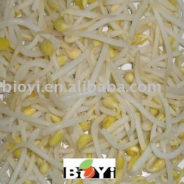 Frozen soja bean sprouts