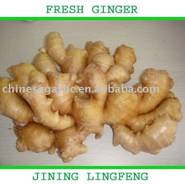Chinese fresh young ginger