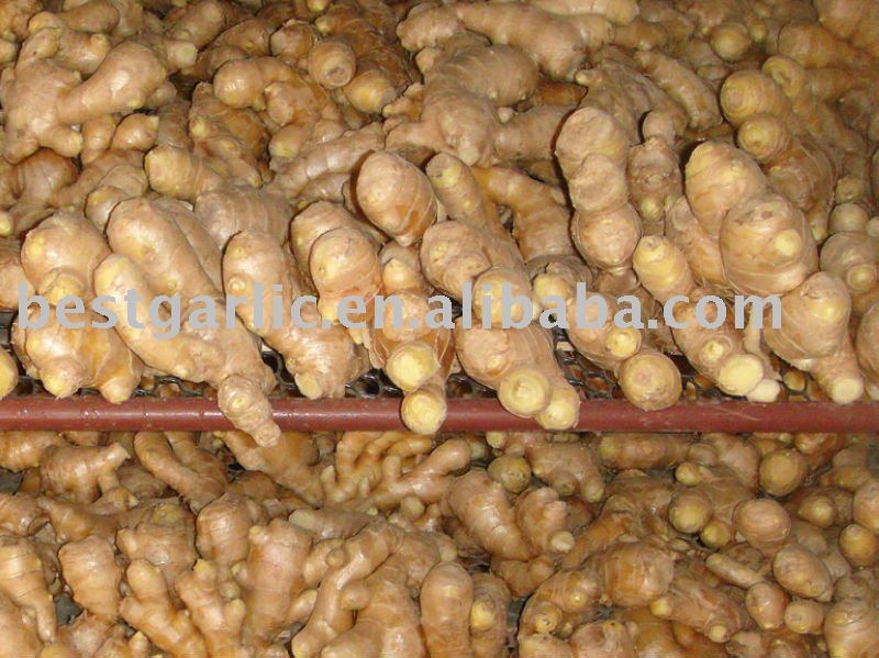 2010 crop air dry ginger with 10kg carton pack
