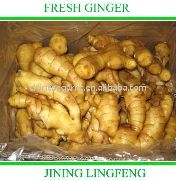 shandong fresh yellow ginger