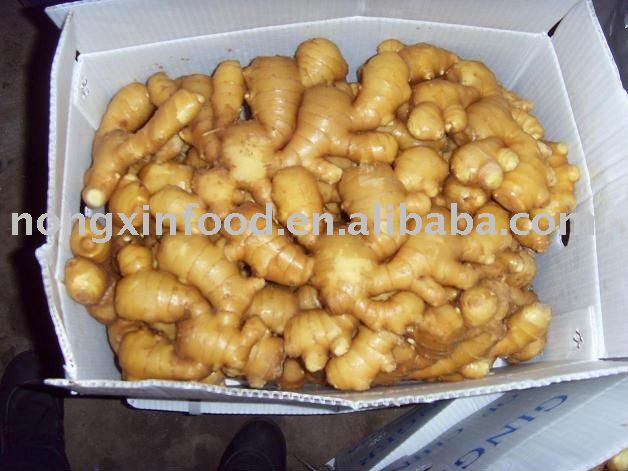 chinese fresh gigner