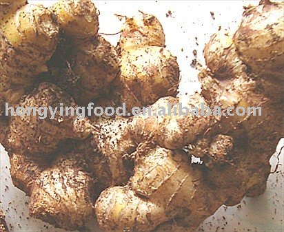 frozen  fresh   ginger   whole 
