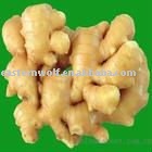 2011 chinese new Fresh young yellow Ginger in carton package 1*40fcl