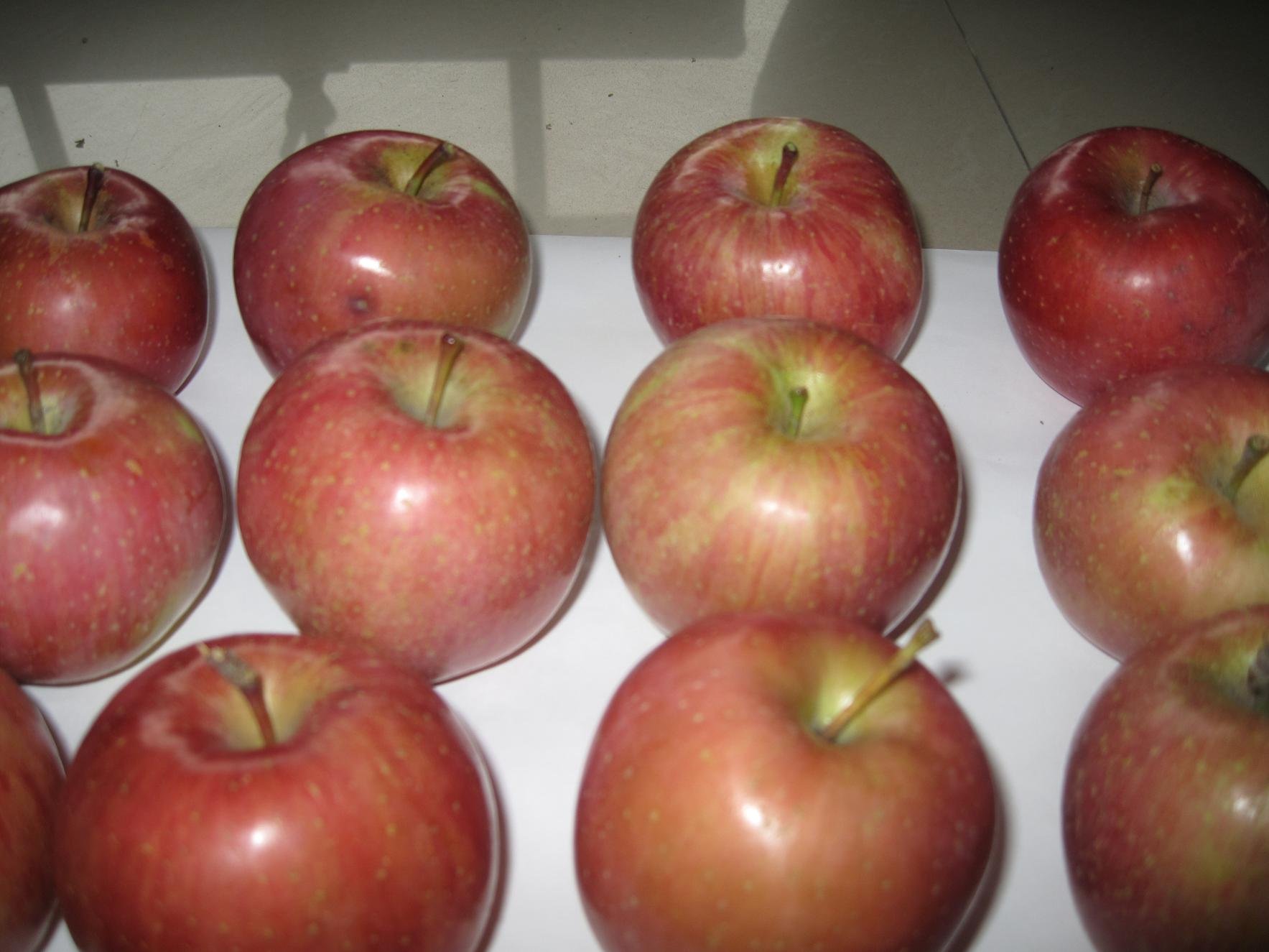 plastic bagged fuji apple