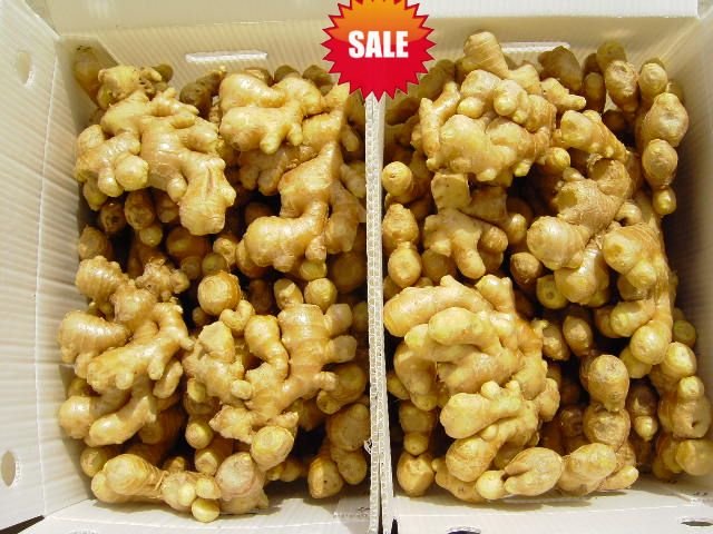 2010chinese fresh young shandong yellow ginger
