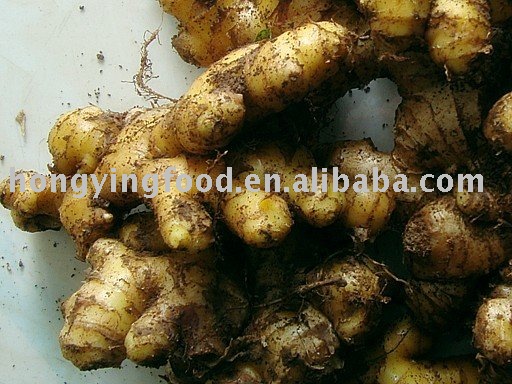 frozen fresh ginger root