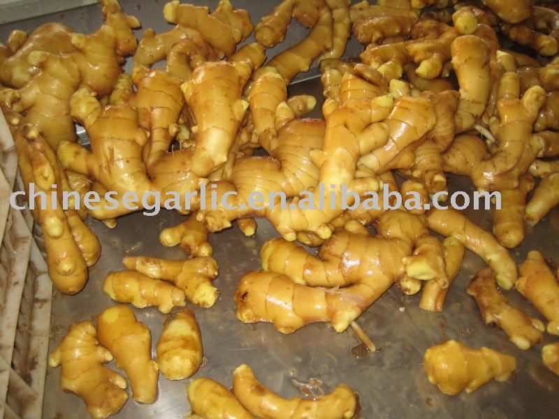 Fresh Yellow Color  Fresh Ginger In China
