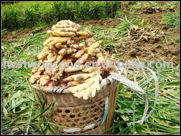 Best Fresh  Ginger in Shandong,laiwu ginger