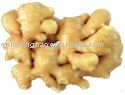 Fresh Yellow Young Ginger