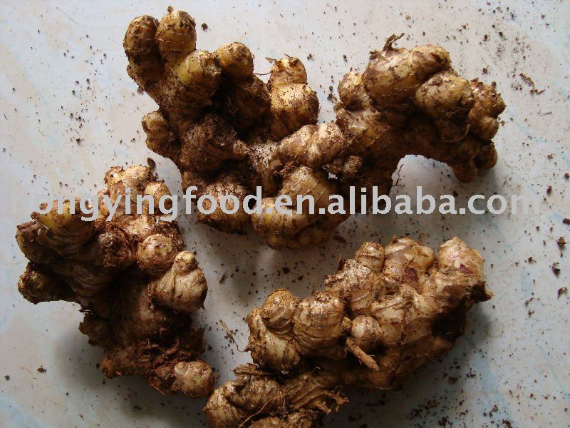 frozen ginger,China Hong Ying price supplier - 21food