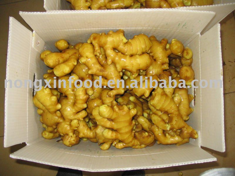 fresh old yellow ginger