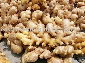 fresh yellow ginger