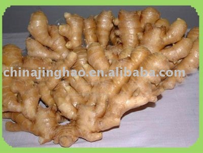 China Fresh Yellow Young Ginger