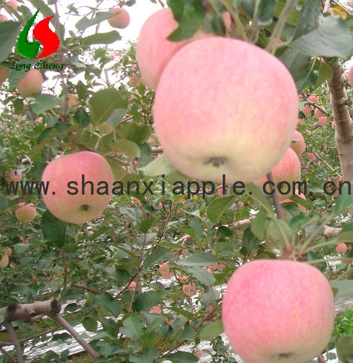 supply  best   price   fuji   apple 