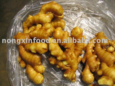 chinese old thin fresh  gigner 