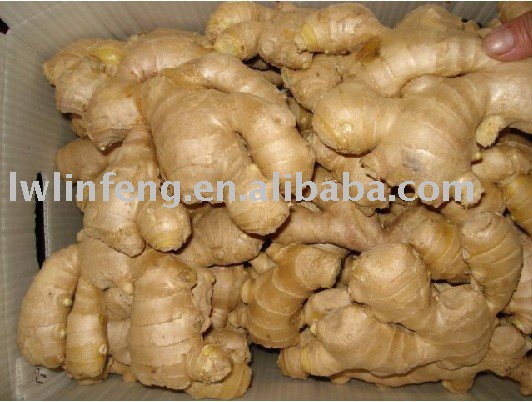  fresh   new   crop   ginger 