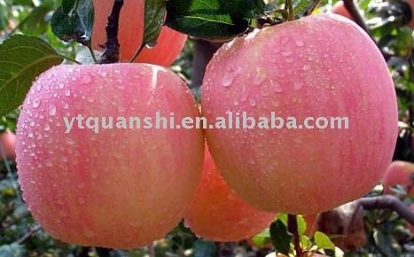 Yantai Stripe red Apple For Manufacture