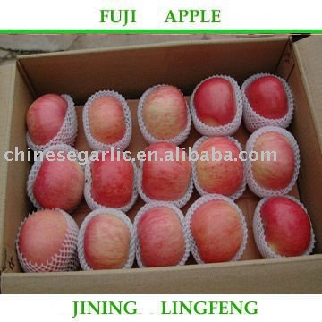  2011  shandong  fresh  larger   fuji   apple 