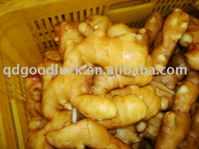 fresh yellow ginger