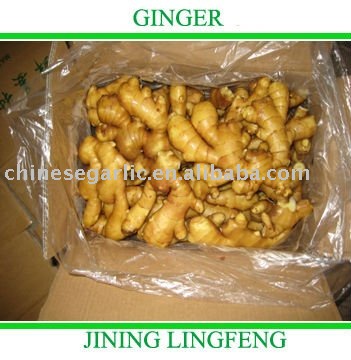 CHINA FRESH  BIG GINGER