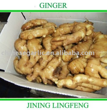 China yellow  ginger
