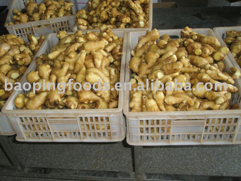 fresh yellow ginger