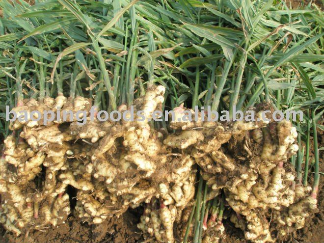 fresh ginger of china