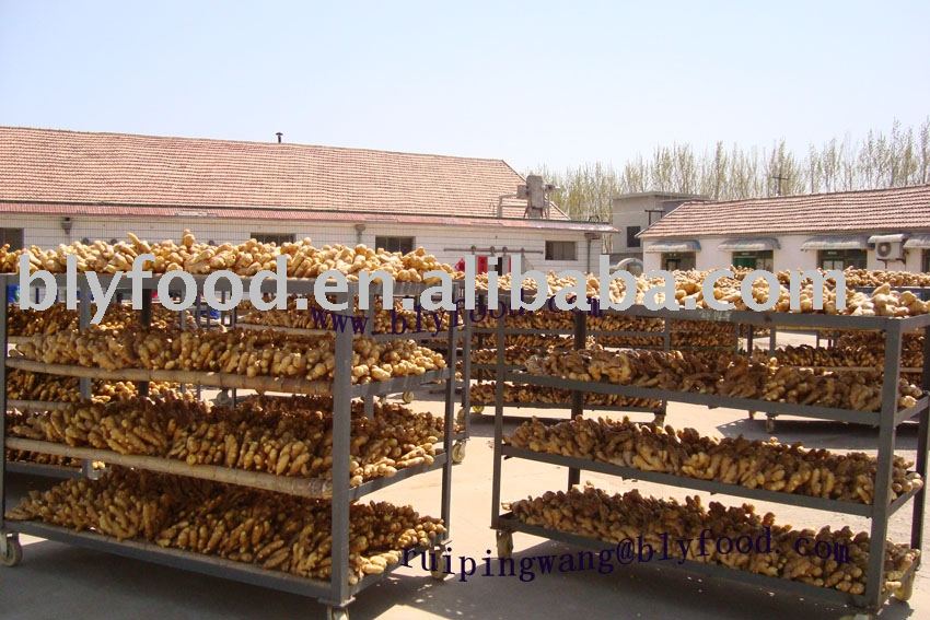 sell  dried   ginger  ( fresh  ,Chinses,air  dried  ,  dried  )