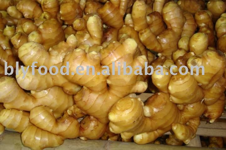 sell fresh ginger (Chinese,air dried , dried )