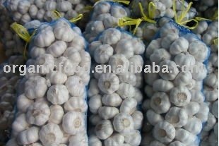 fresh shandong garlic