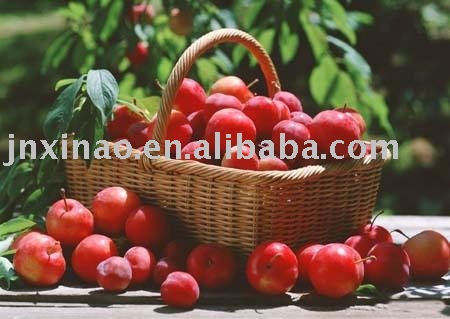 fresh red star  apple  2010  new  crop