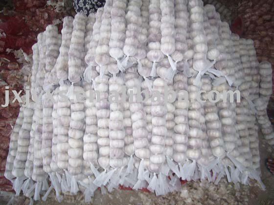 pizhou good quality garlic