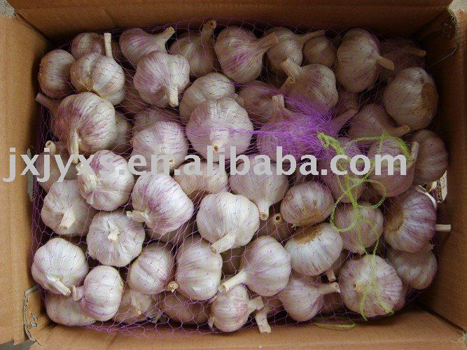top quality shandong garlic