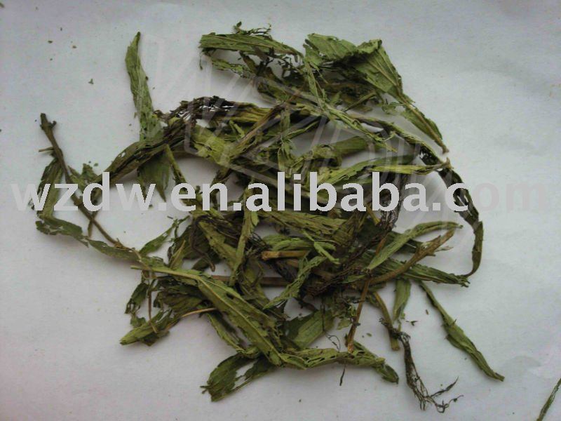 Tian Ye Ju/ Stevia Rebaudiana/ Sweetleaf/ Sweet Leaf