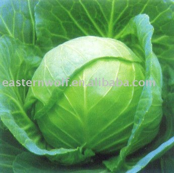 Chinese cabbage in mesh bag package.