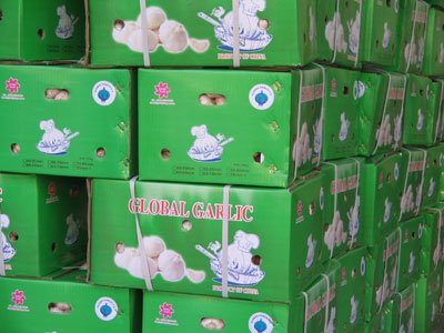 export  pizhou   garlic 
