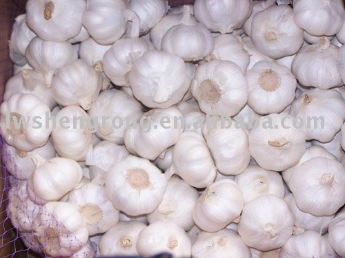 garlic,shandong garlic,general garlic