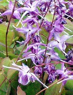Epimedium Grandiflorum Extract Powder