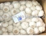 Jinxiang Snow White Garlic in Carton