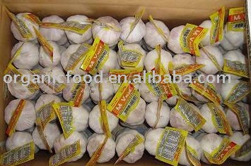 shandong jinxiang garlic