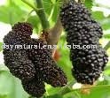 Mulberry Extract Powder