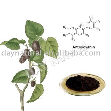 mulberry extract/--Anthocyanin UV  3-25%